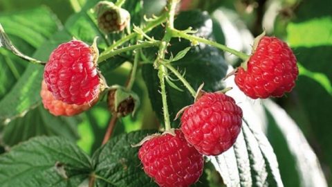 De Franse moestuin: werk in februari