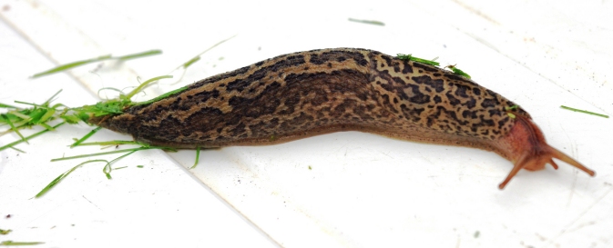 moestuin limaces