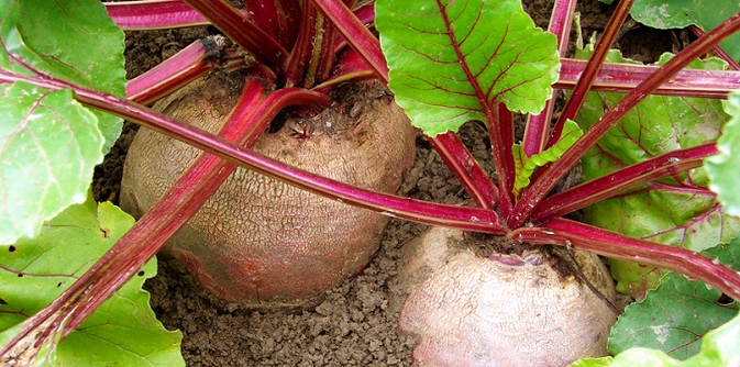 rode biet moestuin